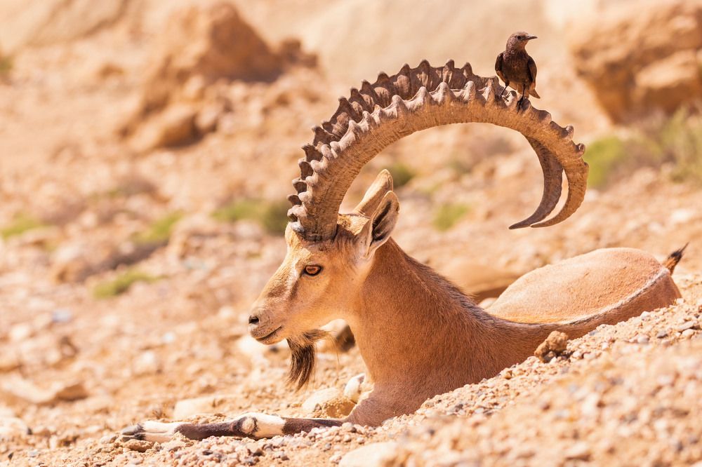 Photograph by Elena Levi