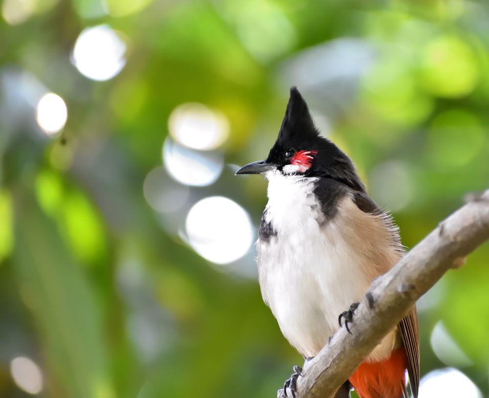 Photograph by Anirban Karmakar