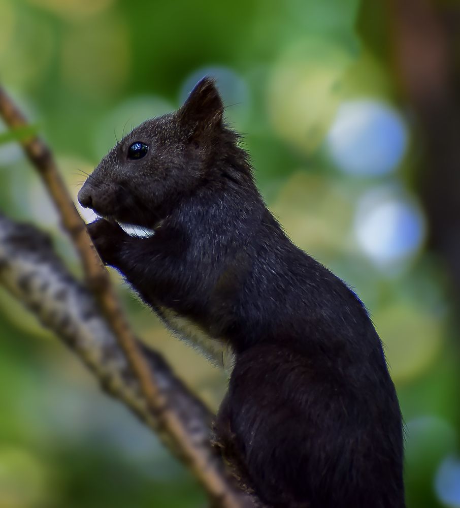 Черная красотка