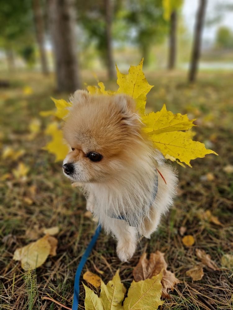 Photograph by Елена Гордеева