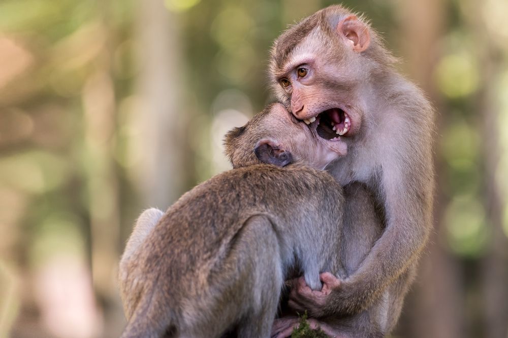 Photograph by Bruno Ribeiro