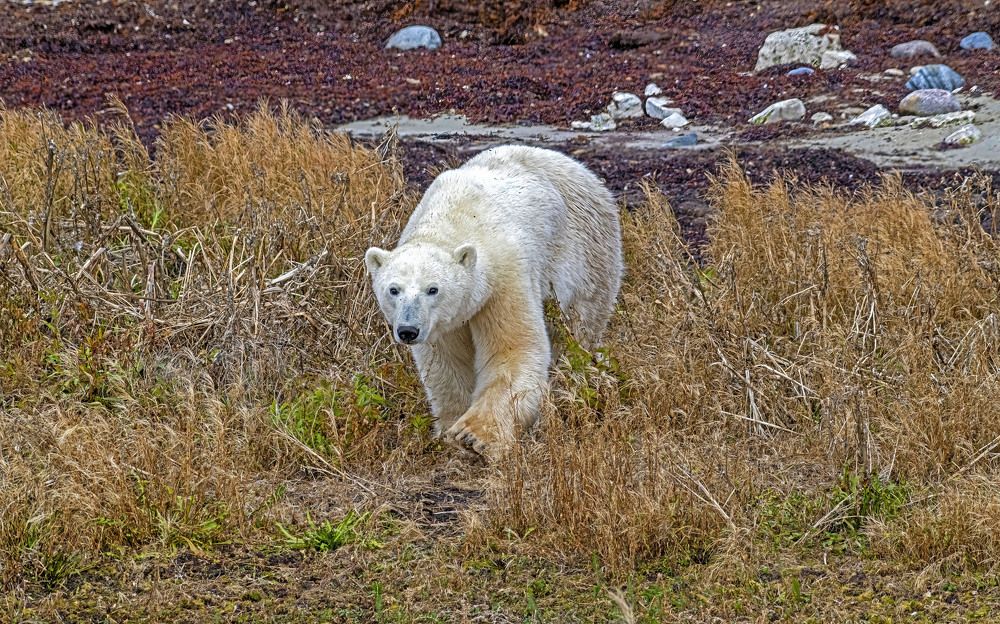 Фотография автора Subir Ghosh