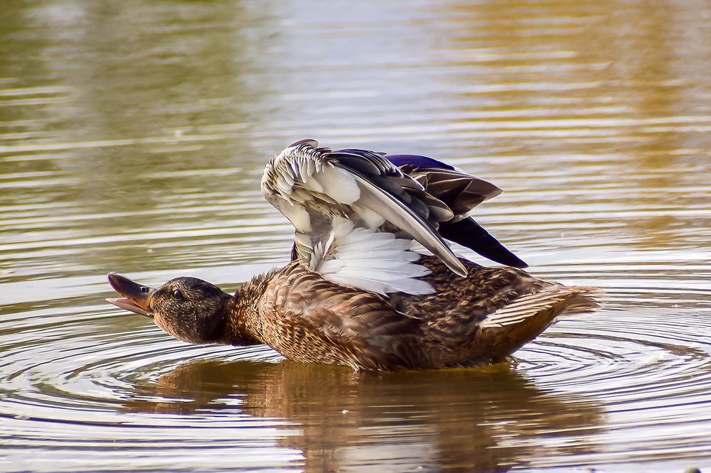 Плавный изгиб кряквы