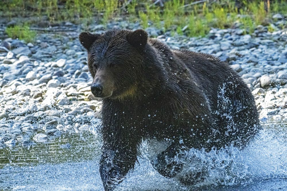 Фотография автора Subir Ghosh