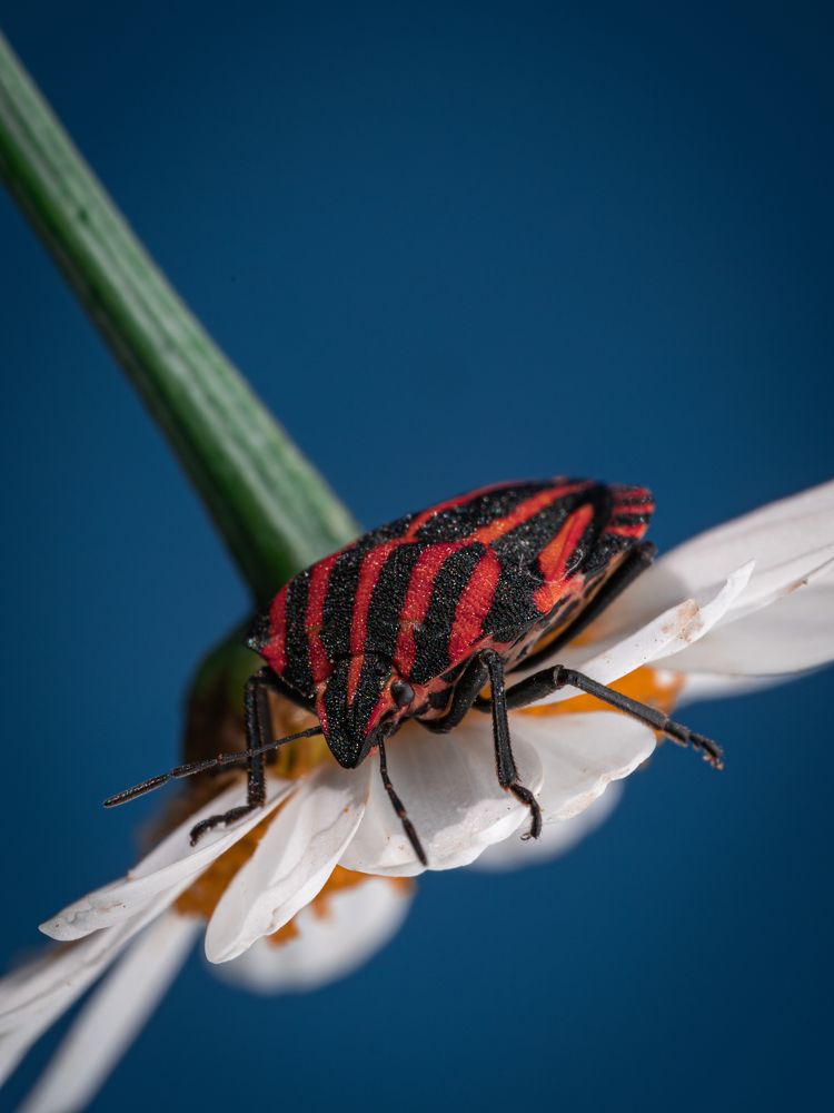 Photograph by Olga Link