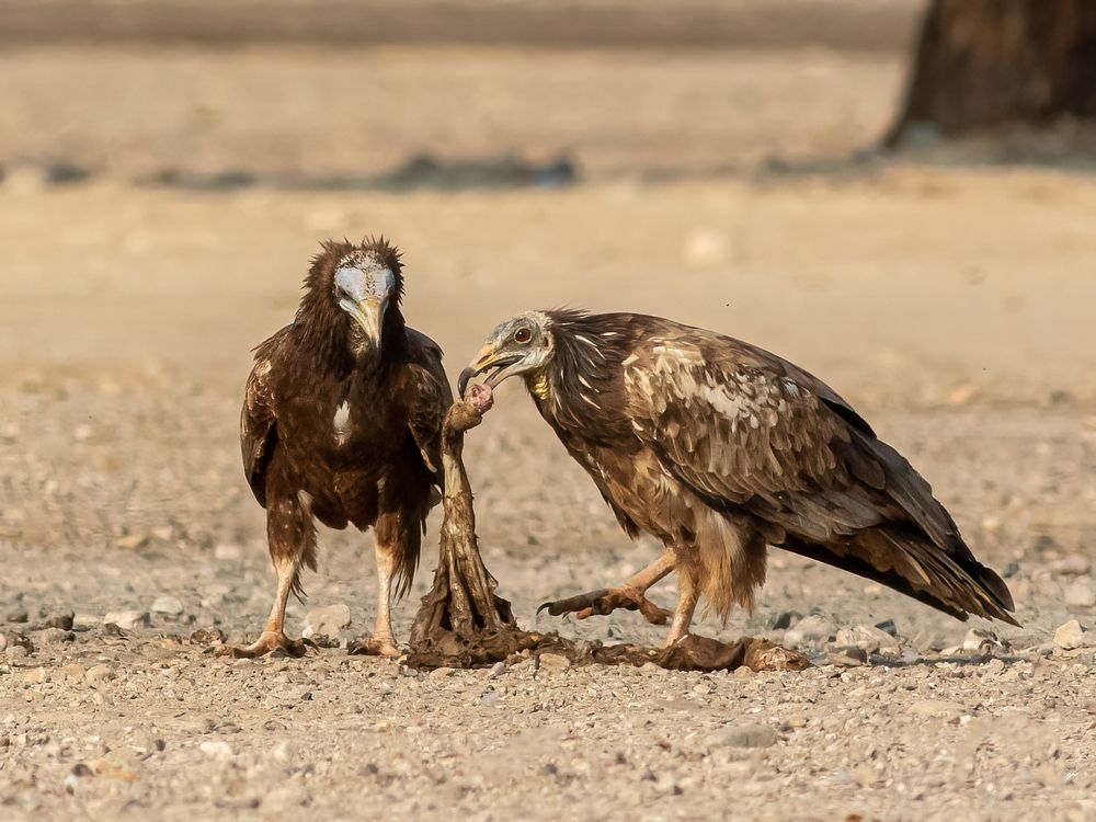 Photograph by Aboobacker Siddique