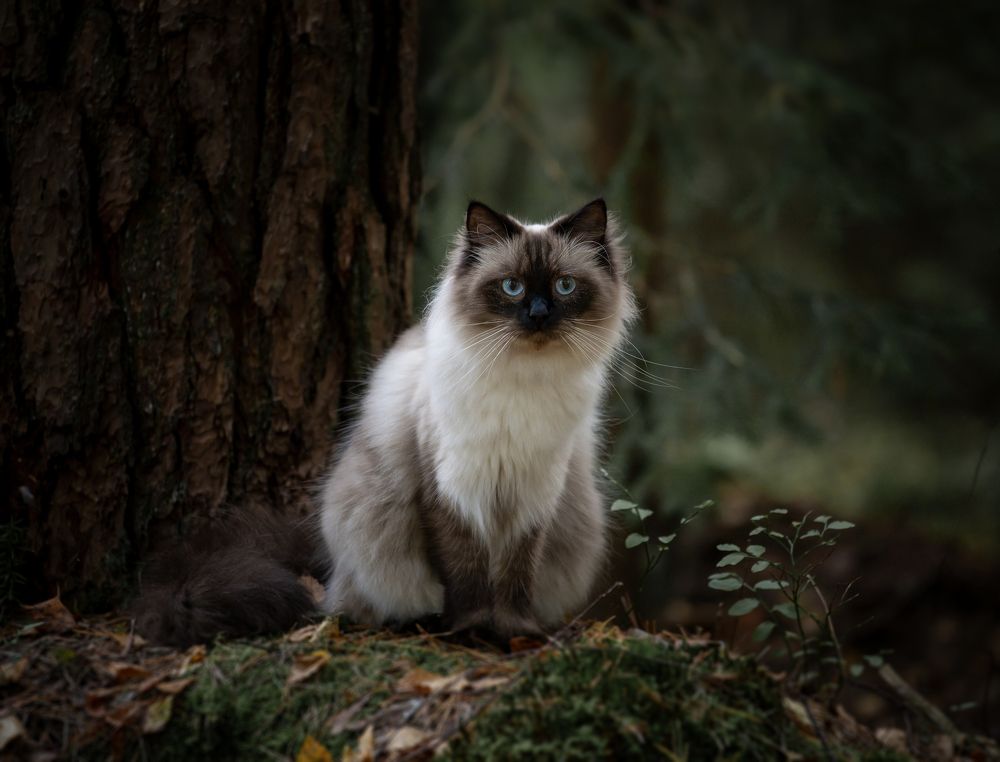 Photograph by Linda Persson