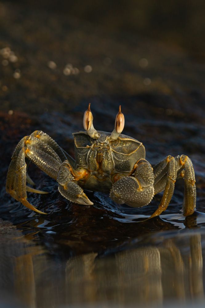 Photograph by Sonnadara Kushan Madushanka
