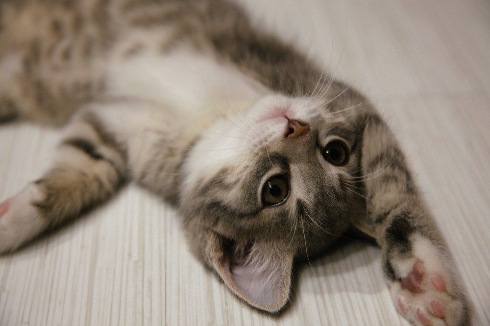 Photograph by Регина Джумалиева