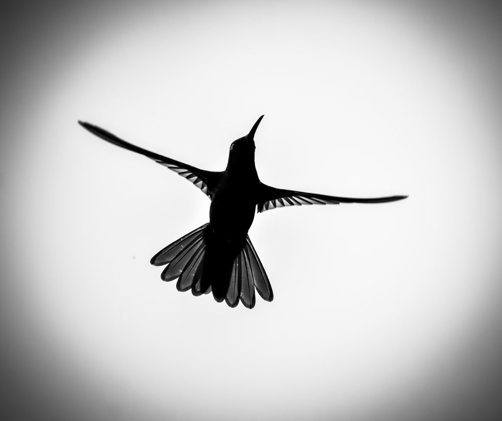 -La perfección en vuelo