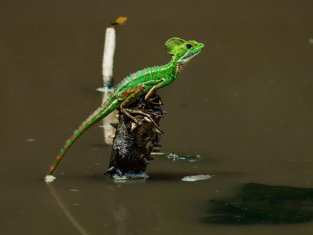 Фотография автора Esteban Gómez