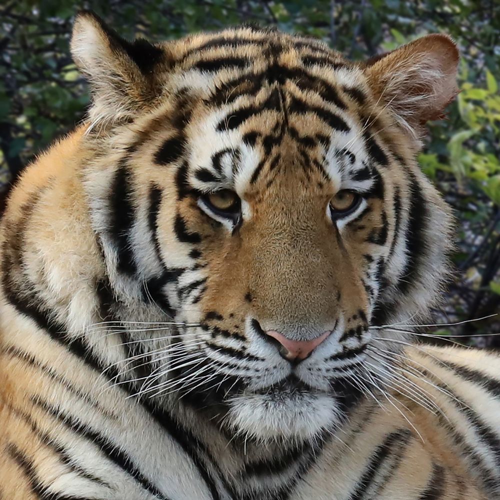 Фотография автора Светлана Бакулина