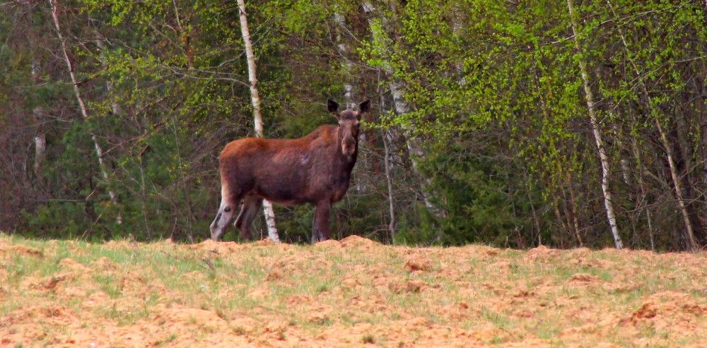 Photograph by Дмитрий Селицкий
