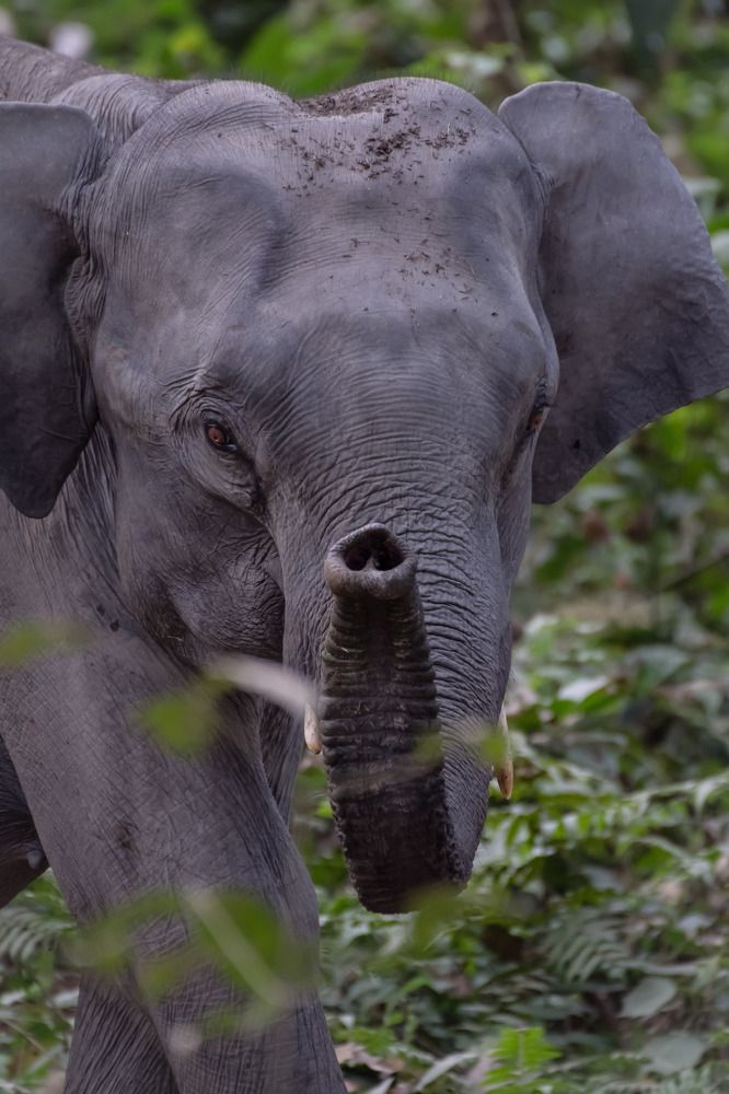 Фотография автора Dipayan Debbarma