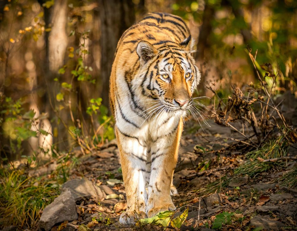 Photograph by АЛЕКСАНДР ПОПИК