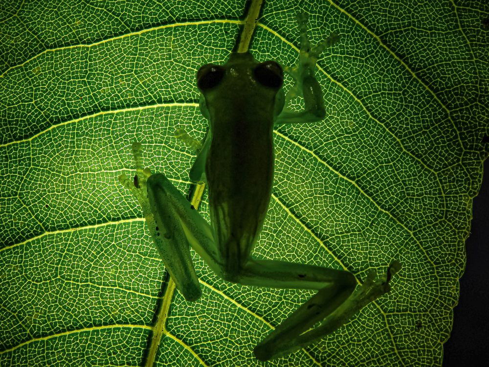 Espadarana aff. andina