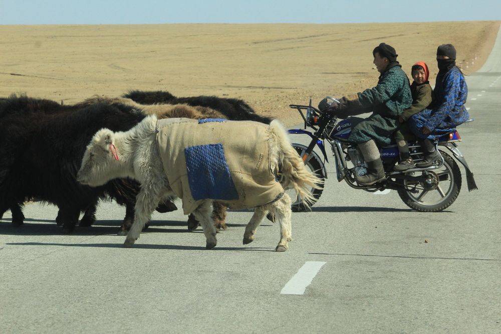 Пастухи Монголии...