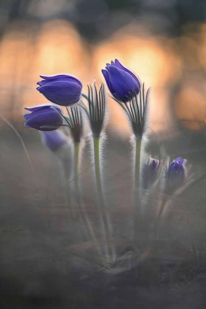 Photograph by Алена Полетаева