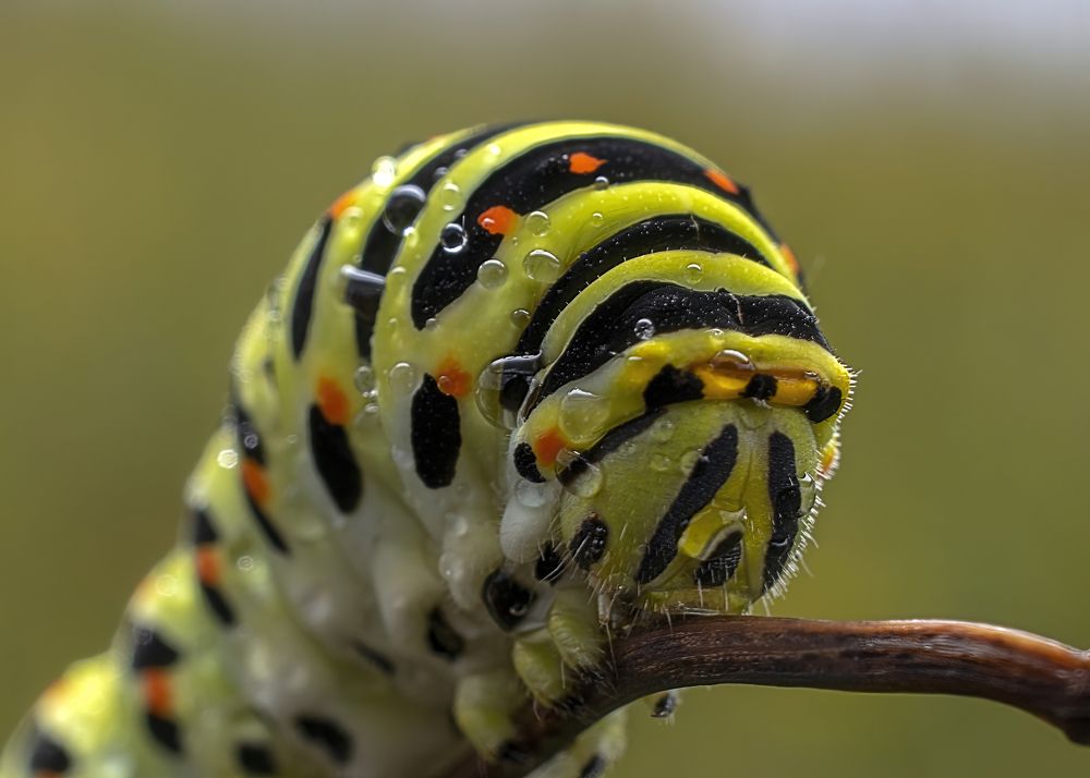 Photograph by Людмила Железнова