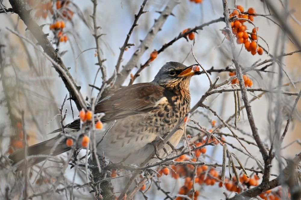 Фотография автора IRINA FILIPPOVA