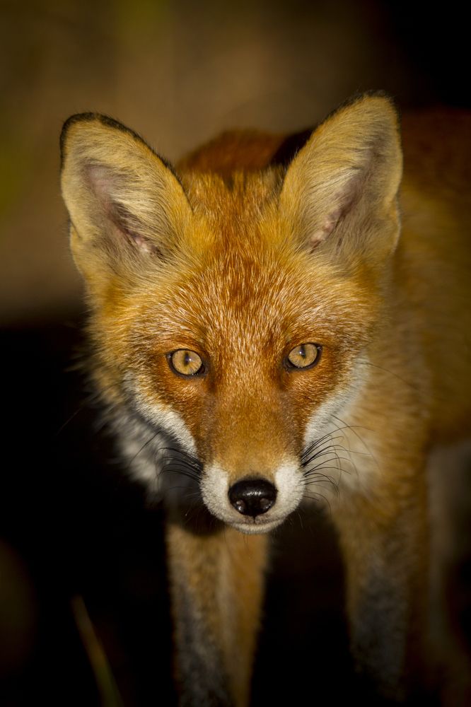 Photograph by Дмитрий Черепков