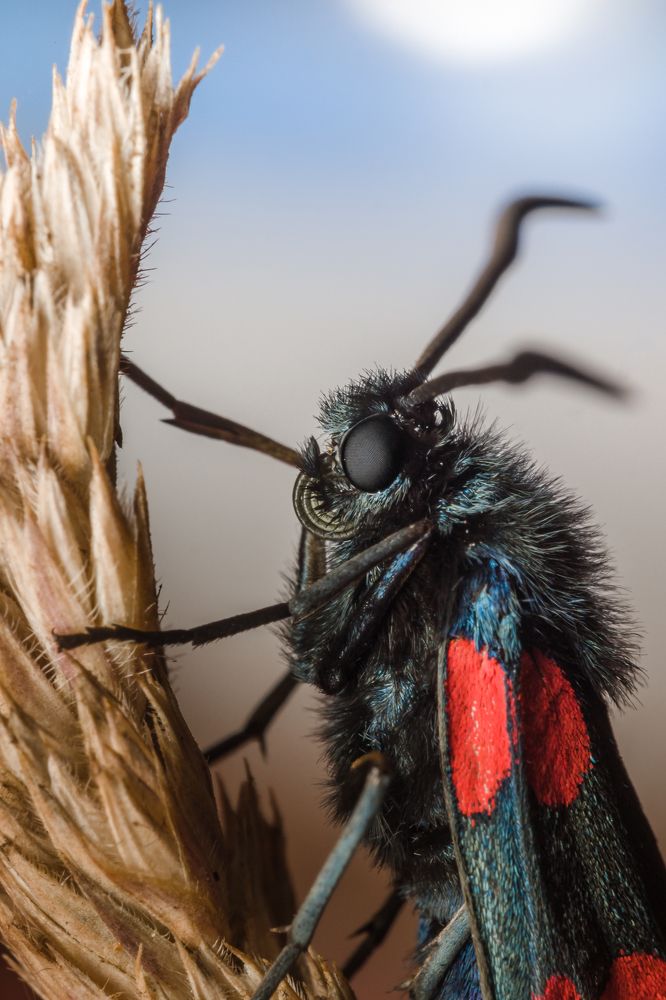 Six-spot burnet