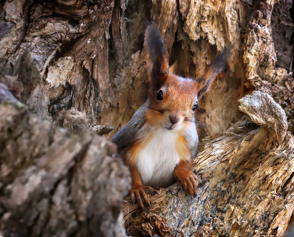 Фотография автора Светлана Бакулина