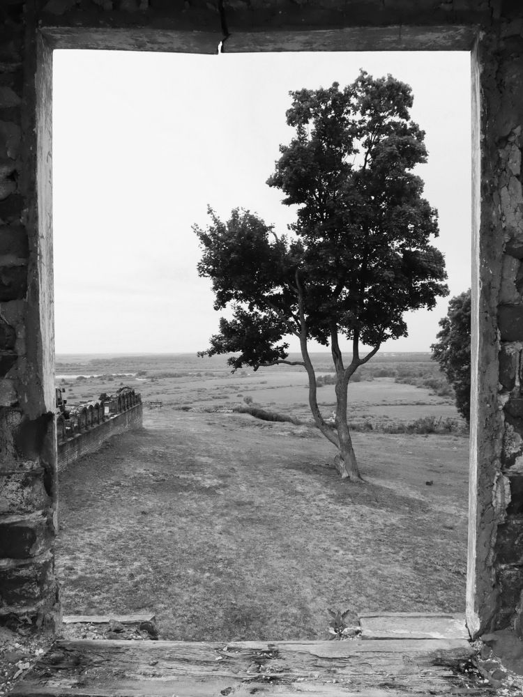 Портрет дерева