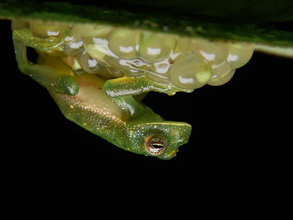 Centrolene antioquiense