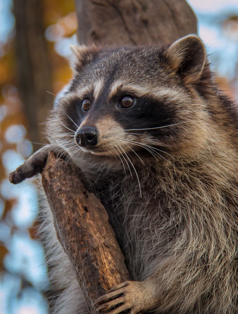 Фотография автора Рита Науменко