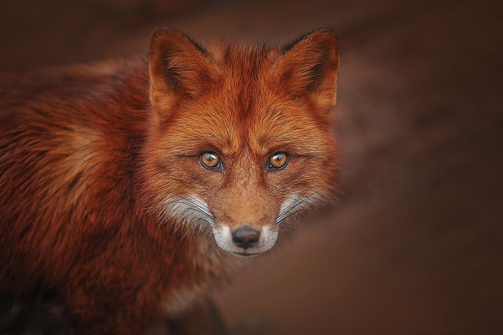 Photograph by Лысенкова Аксинья