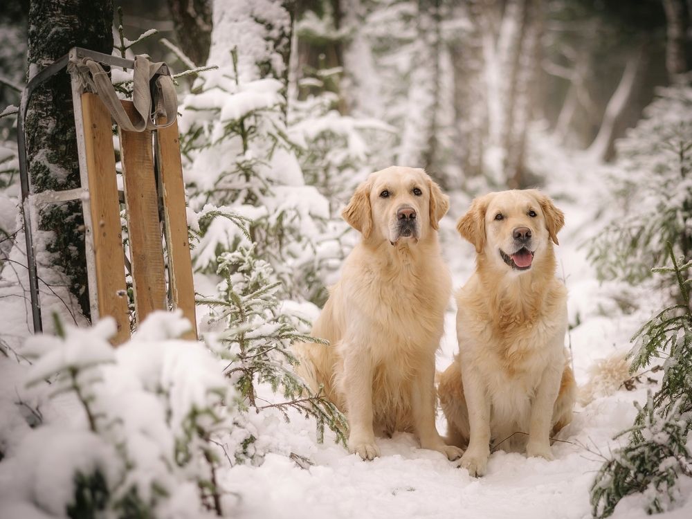 Photograph by Елена Раздвилова
