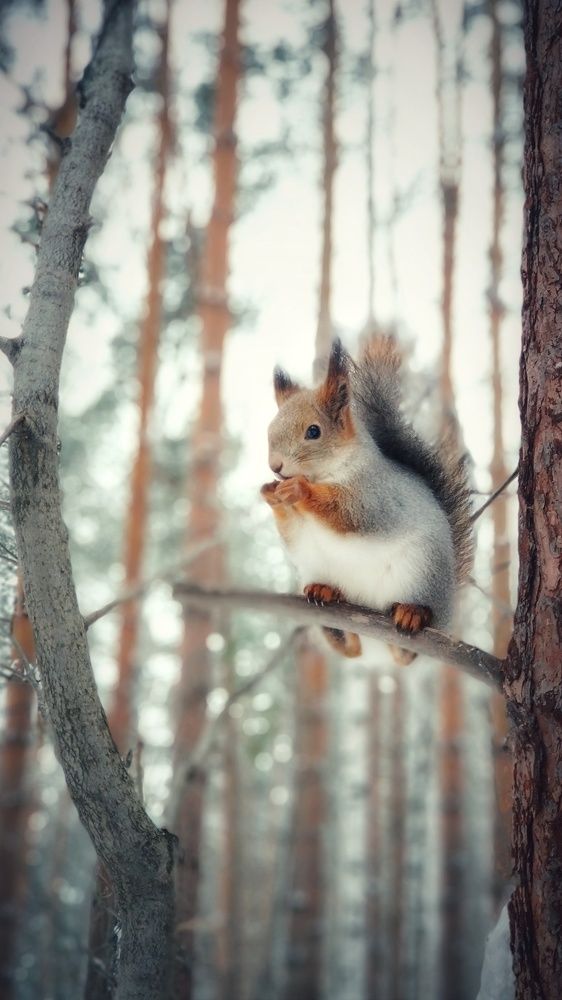 Photograph by Ольга Метлицкая