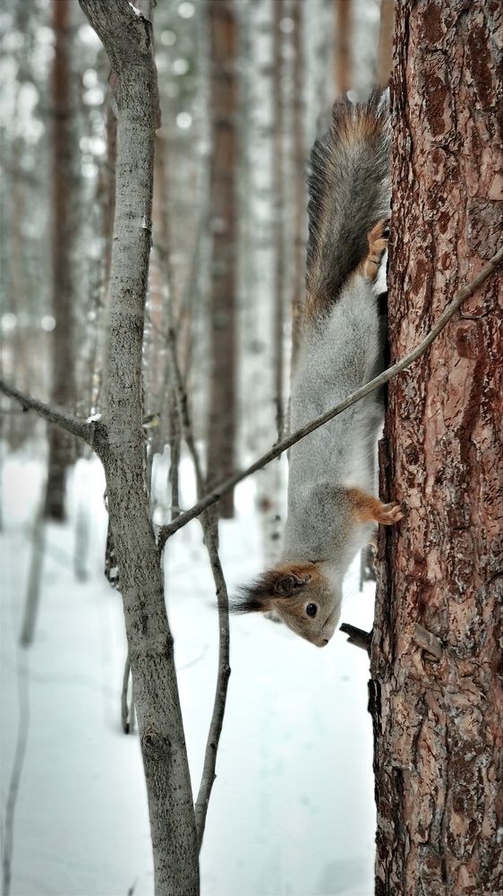 Photograph by Ольга Метлицкая