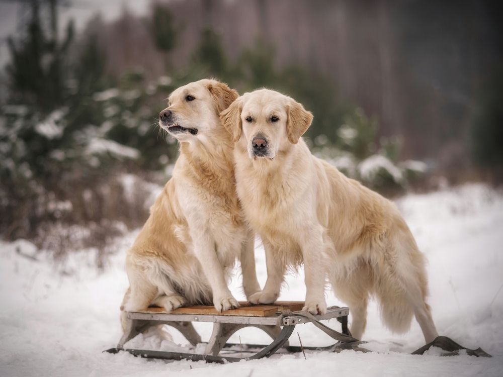 Photograph by Елена Раздвилова