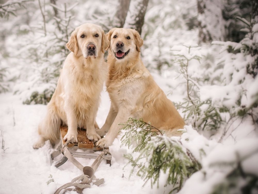 Photograph by Елена Раздвилова