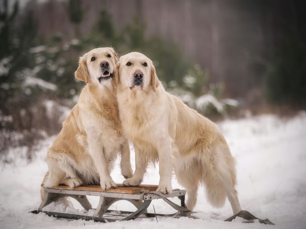 Photograph by Елена Раздвилова