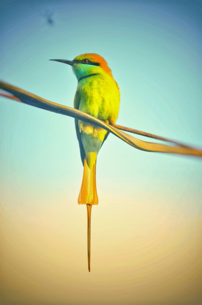Photograph by Nayan Nandurkar
