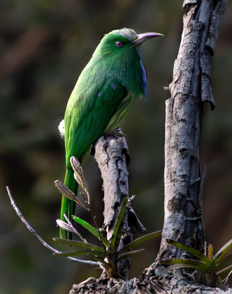 Blue Bearded Bee Eater