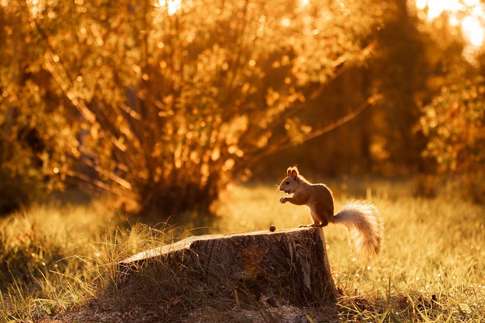 Photograph by Антон Чепуркин