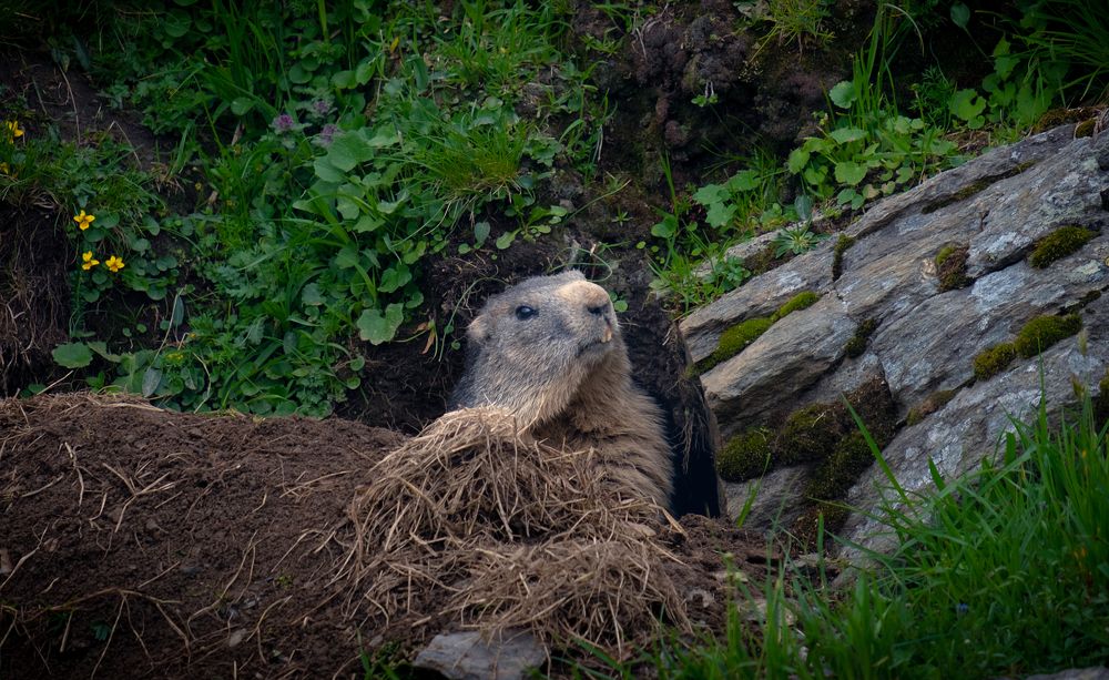 Photograph by Alexandru Pavel