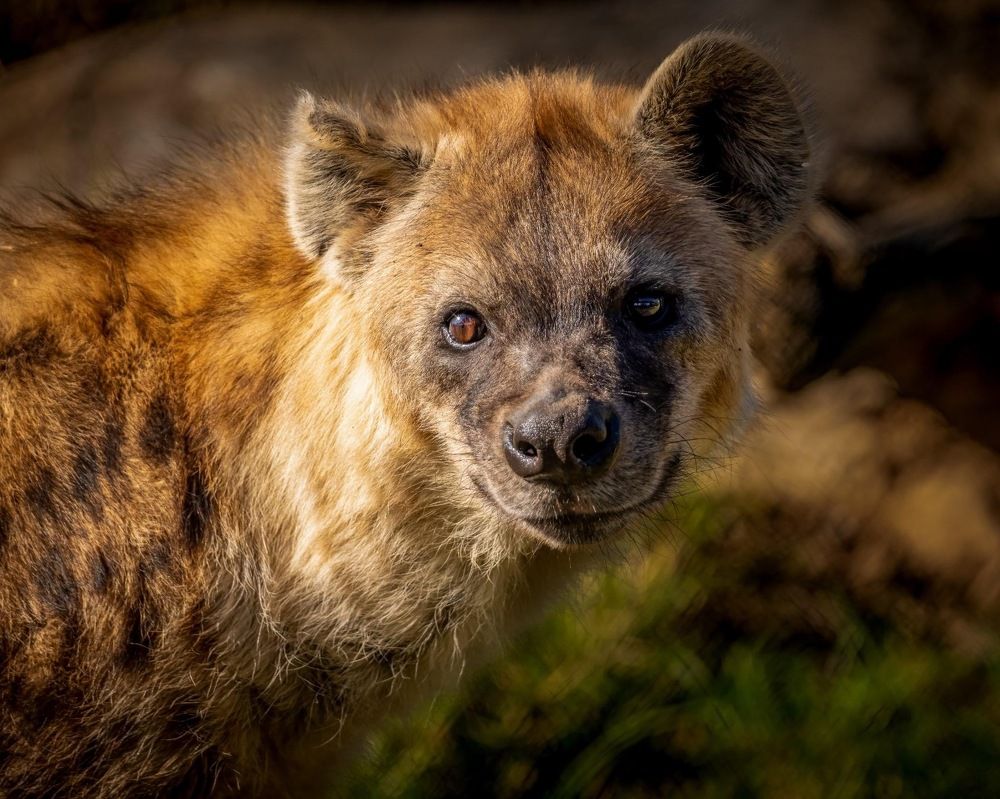 Spotted Hyena