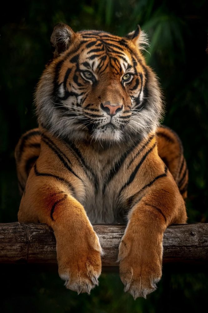 Life on the wild side