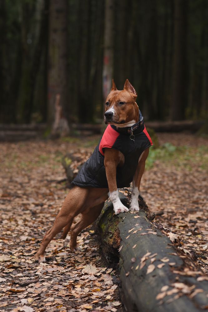 Собака фотографа