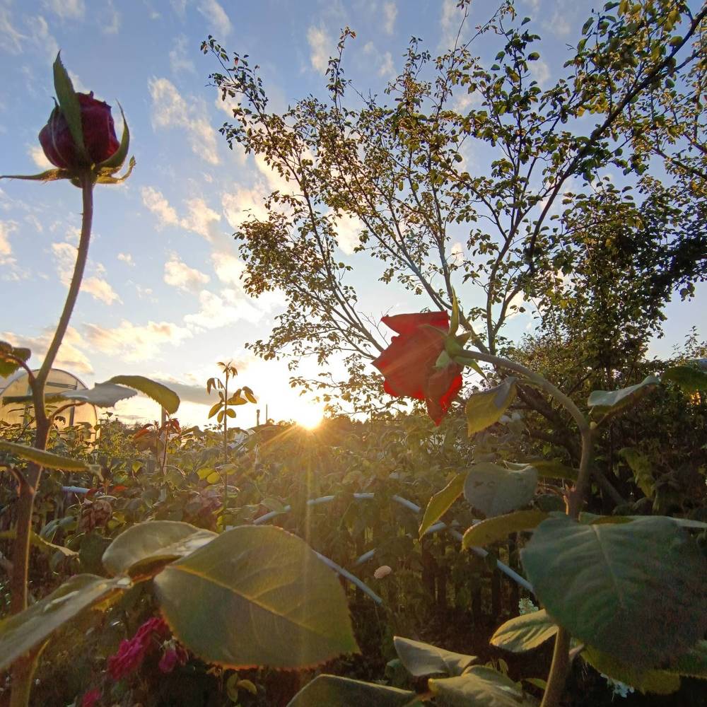 Photograph by Елизавета Загудаева