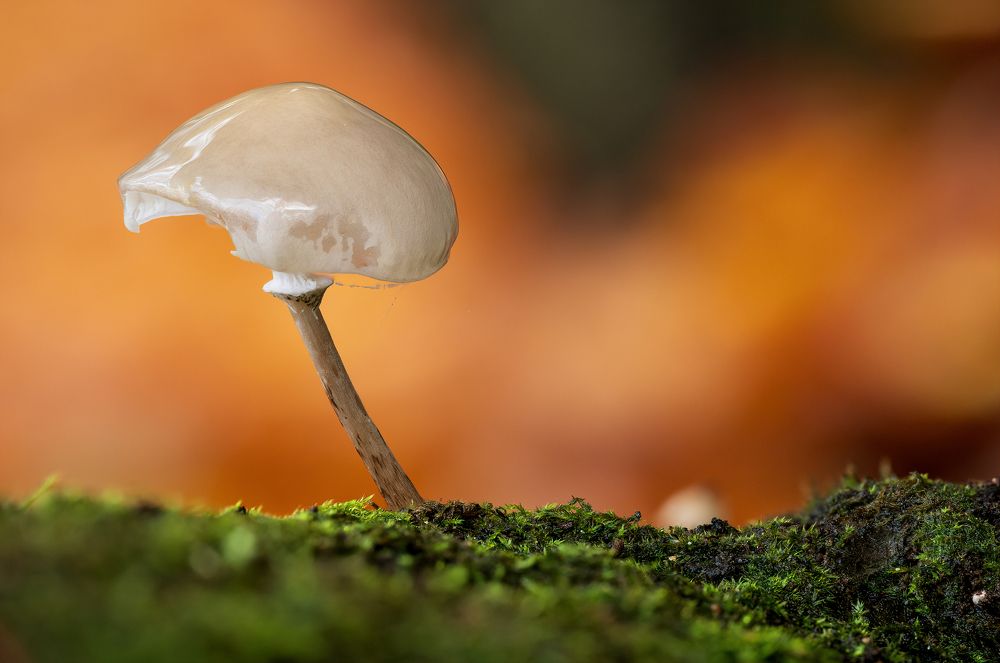 Фотография автора Liviu Ciprian Hiticas