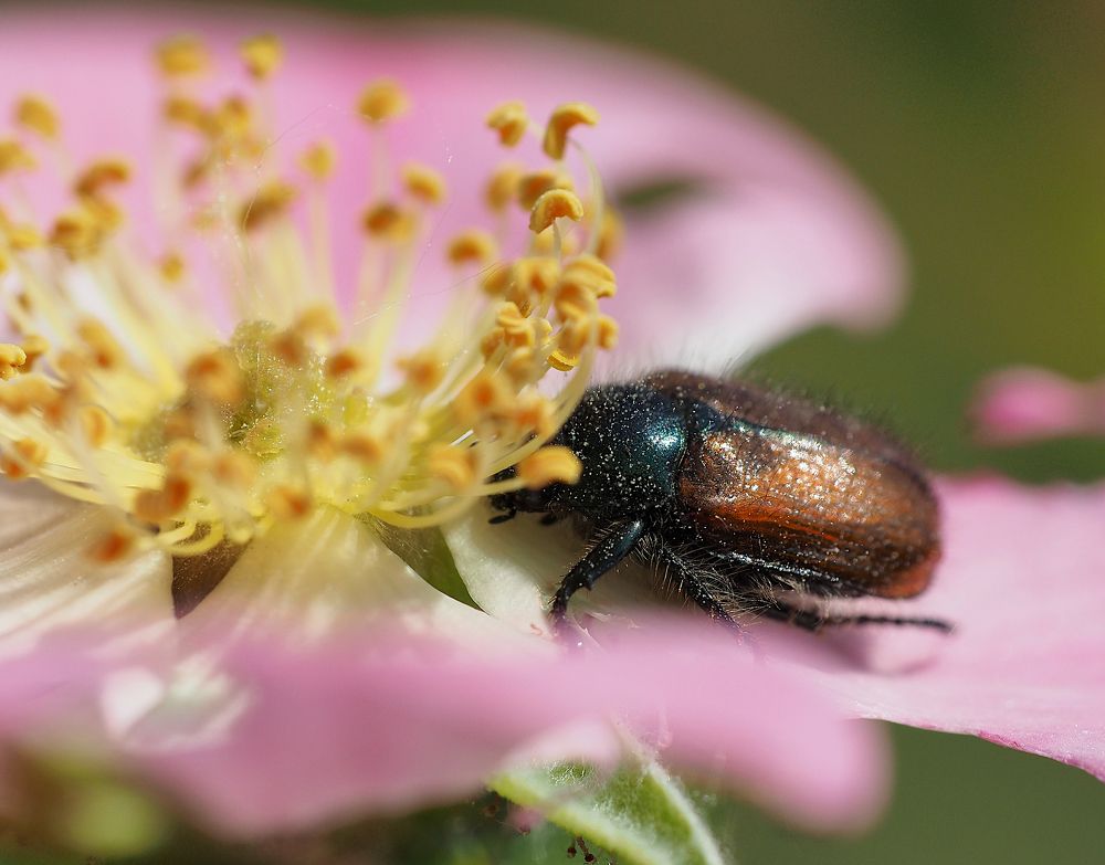 Photograph by Протченко Ирина