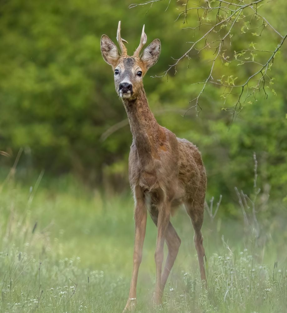Фотография автора Sebastian Popa