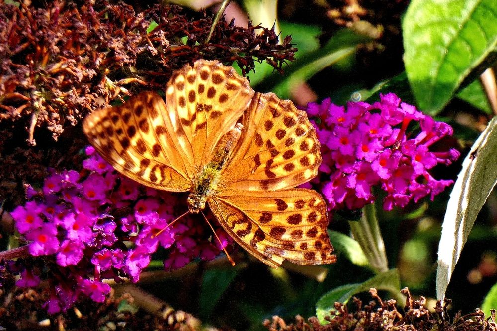 Photograph by backareva irina