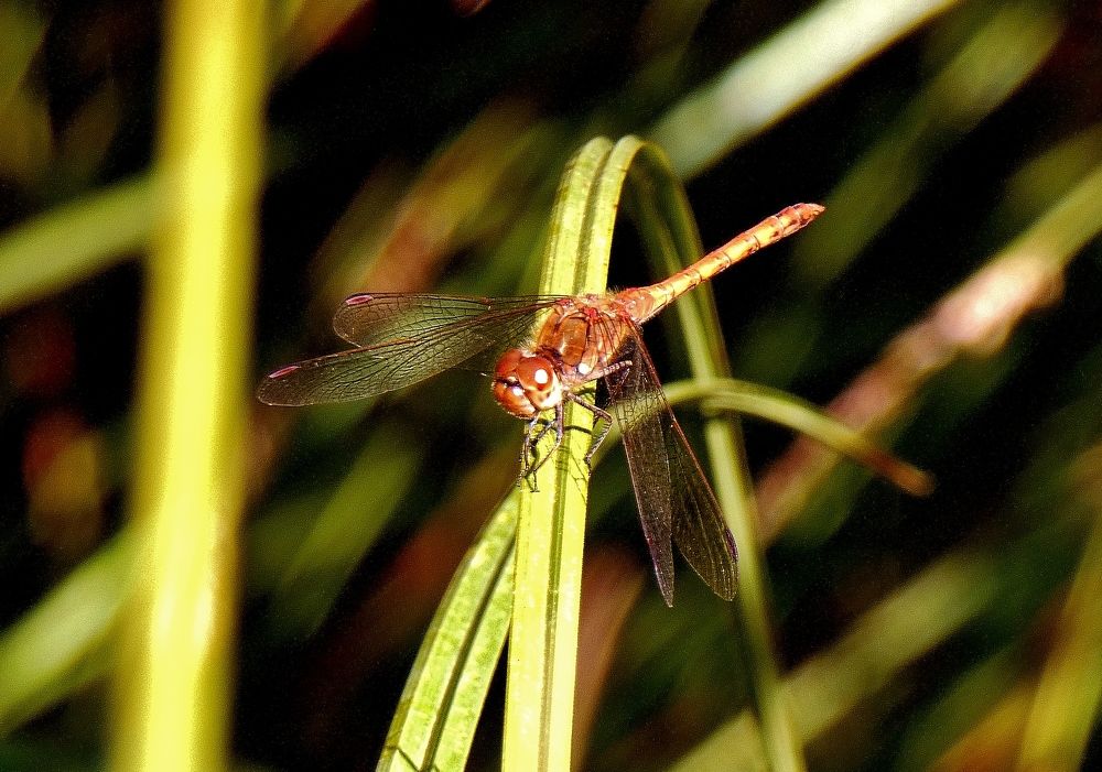 Photograph by backareva irina